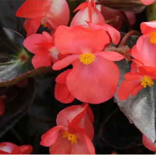 11' Hanging Basket, Whopper Begonias - Bronze Leaf Red