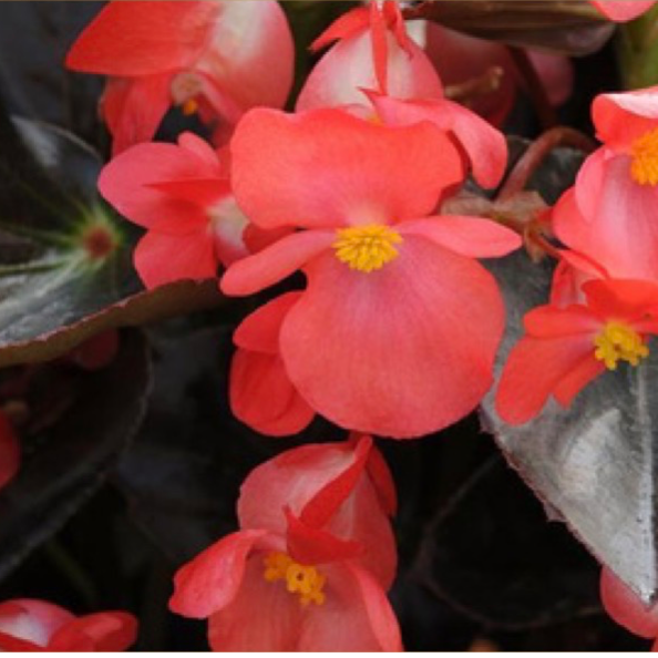 11' Hanging Basket, Whopper Begonias - Bronze Leaf Red