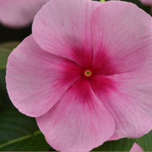 11" Hanging Basket, Vinca - Blush