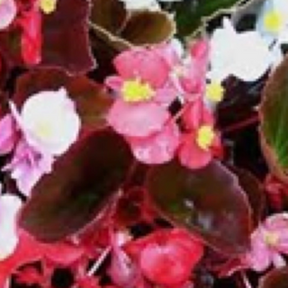 Begonias - Mix w/ Bronze Leaf