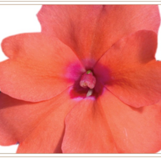 11' Hanging Basket, Sunpatiens - Coral