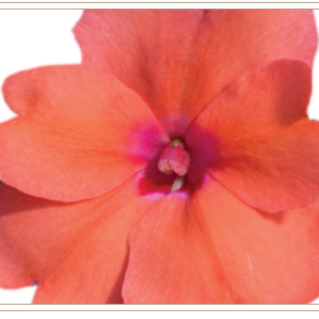 11' Hanging Basket, Sunpatiens - Coral