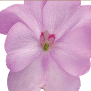 Sunpatiens - Orchid