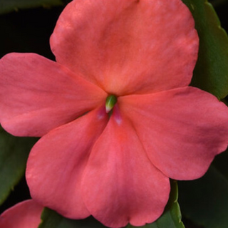 Sunpatiens - Coral