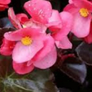 Begonias - Pink w/ Bronze Leaf