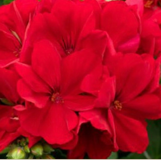 11" Geranium Basket, Red