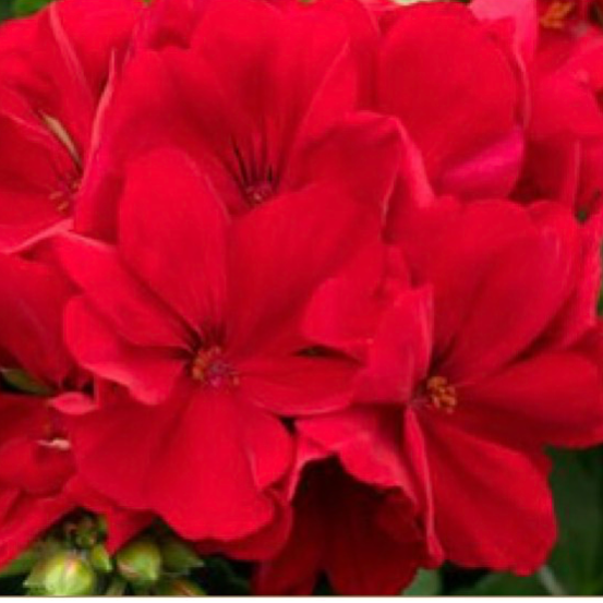 11" Geranium Basket, Red