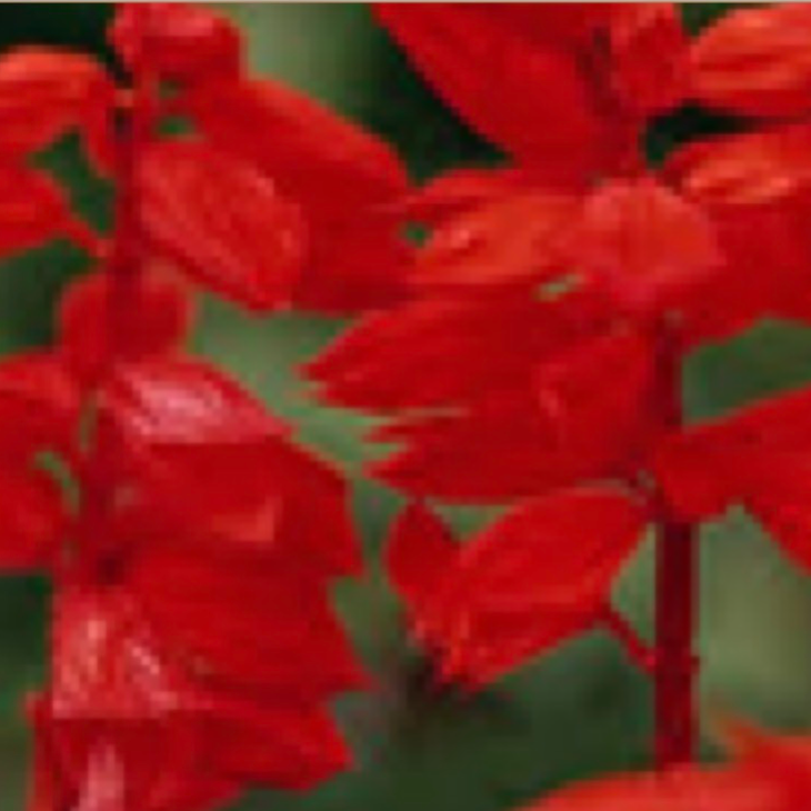 Salvia - Red