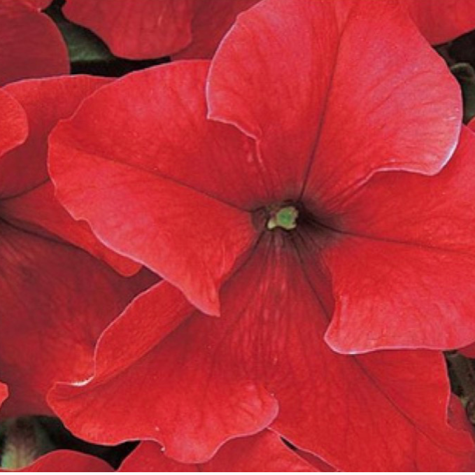 Petunias - Red