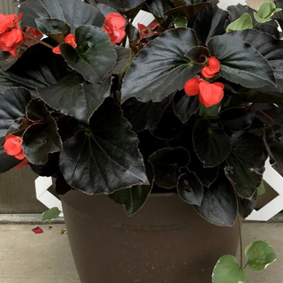 Whopper Begonia Porch Pot - Bronze Leaf