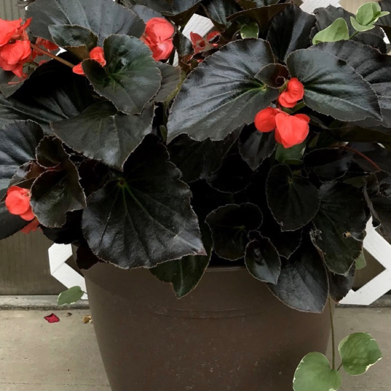 Whopper Begonia Porch Pot - Bronze Leaf