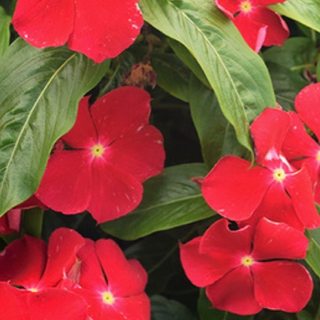 Vinca - Red