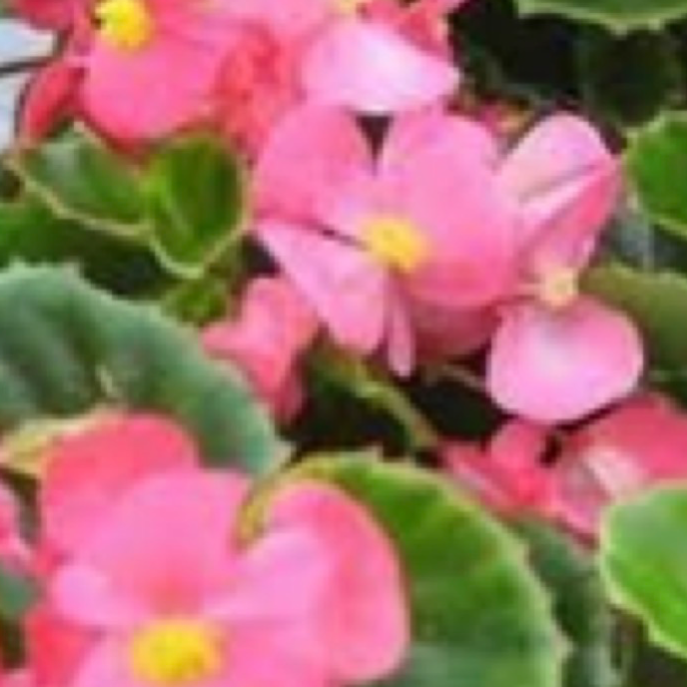 Begonias - Pink w/ Green Leaf