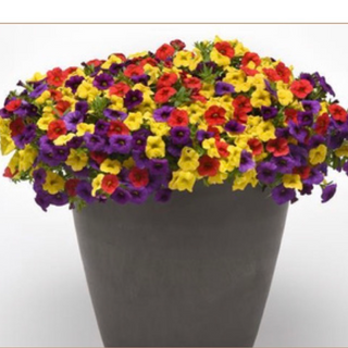 11' Hanging Basket, Calibrachoa Mix