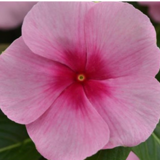 Vinca - Blush