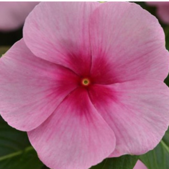 Vinca - Blush