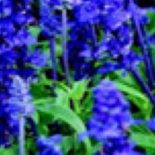 Salvia - Blue