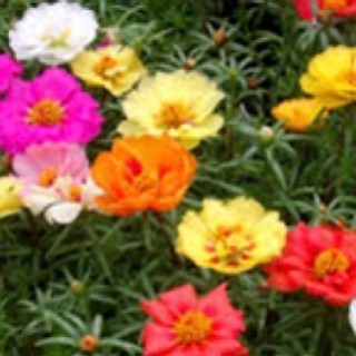 Portulaca Mix
