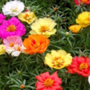 Portulaca Mix