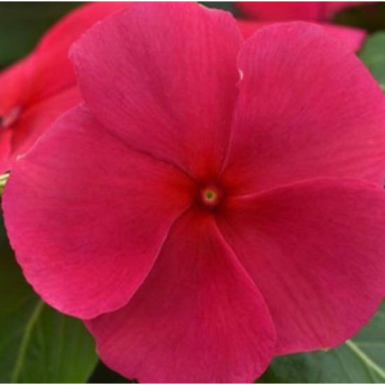Vinca - Punch