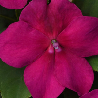 Beacon Impatiens - Violet