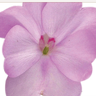 11' Hanging Basket, Sunpatiens - Orchid
