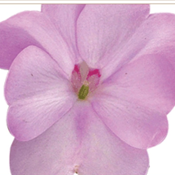 11' Hanging Basket, Sunpatiens - Orchid