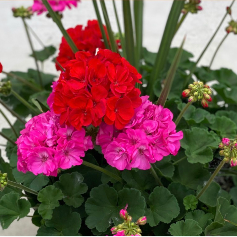 Geranium Porch Pot