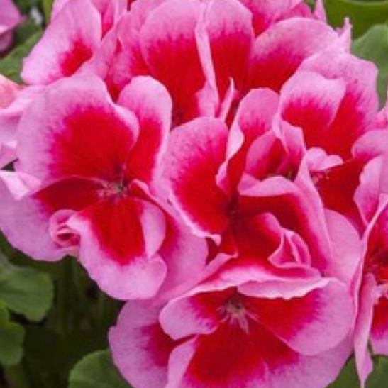 Geraniums - Rose