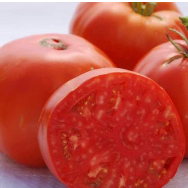 Tomato - Regular