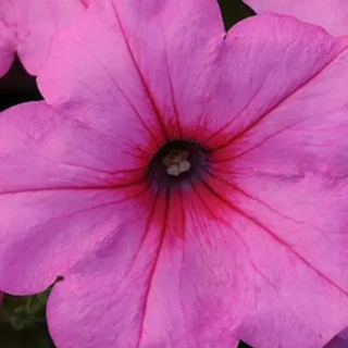 Wave Petunias - Pink