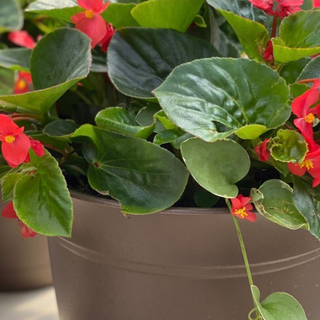 Whopper Begonia Porch Pot - Green Leaf