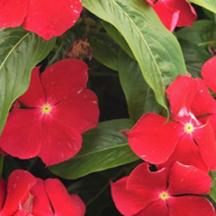 Vinca - Red