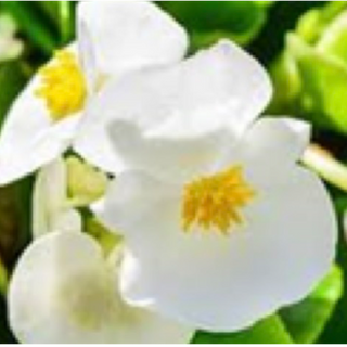 Begonias - White w/ Green Leaf