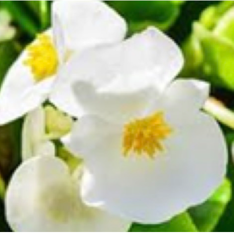 Begonias - White w/ Green Leaf