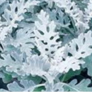 Dusty Miller