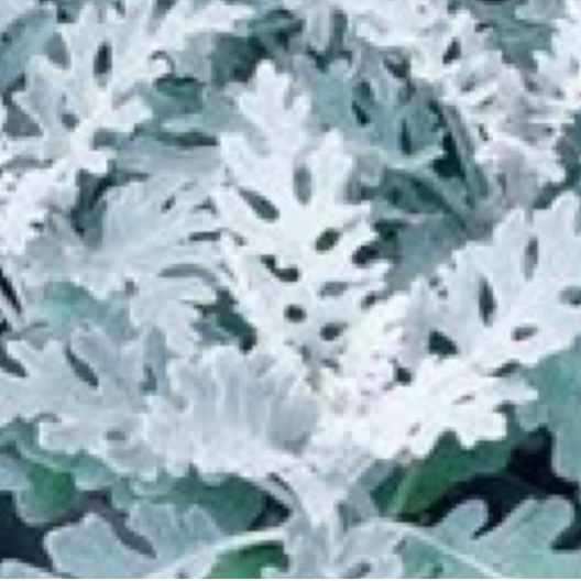 Dusty Miller