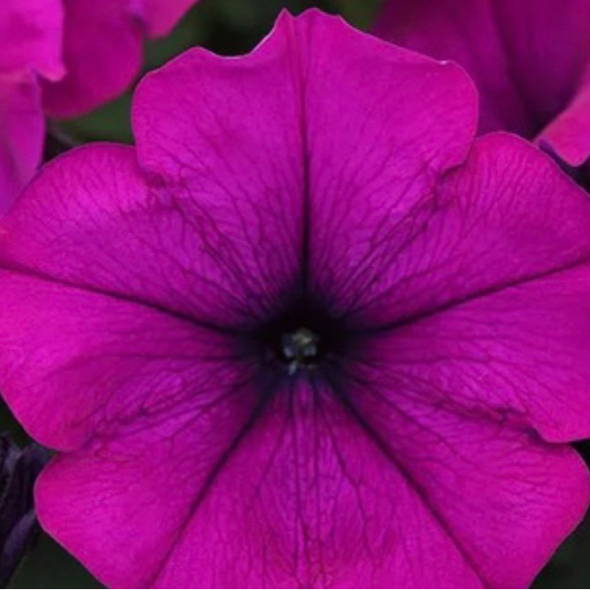 Wave Petunias - Magenta