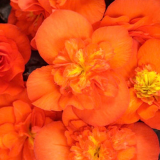 11" Hanging Basket, Solenia Begonia - Orange