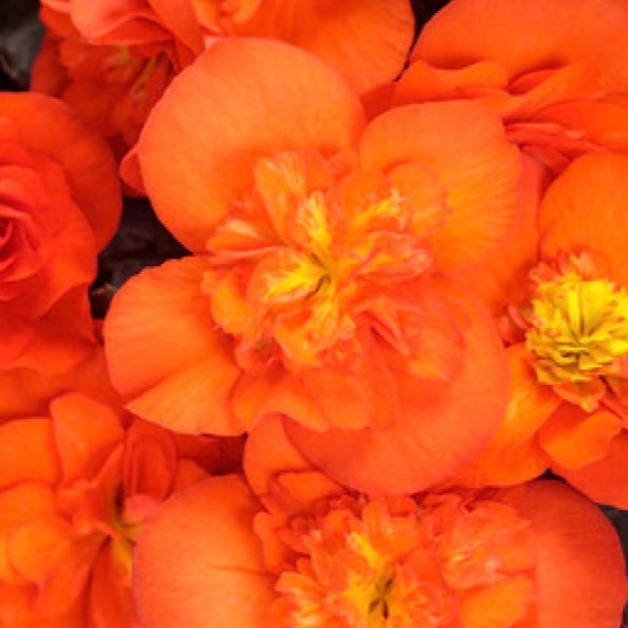 11" Hanging Basket, Solenia Begonia - Orange