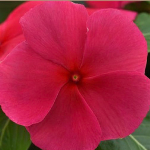 11" Hanging Basket, Vinca - Pink