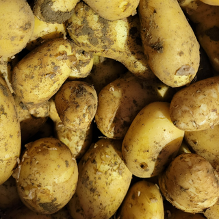 Pomme de terre