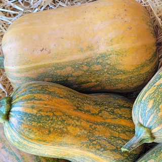 Butternut Sun Teeny