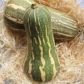 Butternut Barbara