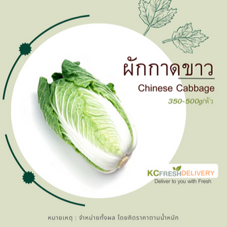 ผักกาดขาว Chinese Cabbage