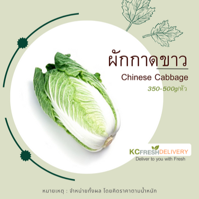 ผักกาดขาว Chinese Cabbage