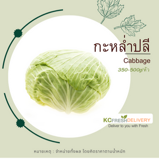 กะหล่ำปลี Cabbage