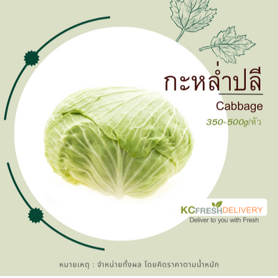 กะหล่ำปลี Cabbage