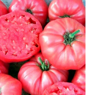 TOMATE ROSA