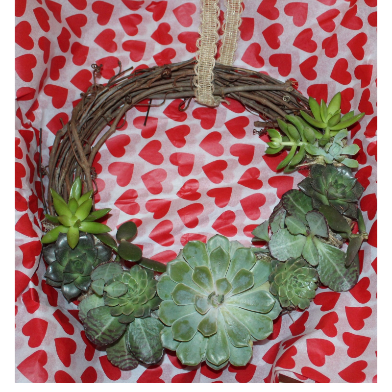 Round Living Succulent Wreath Main Image